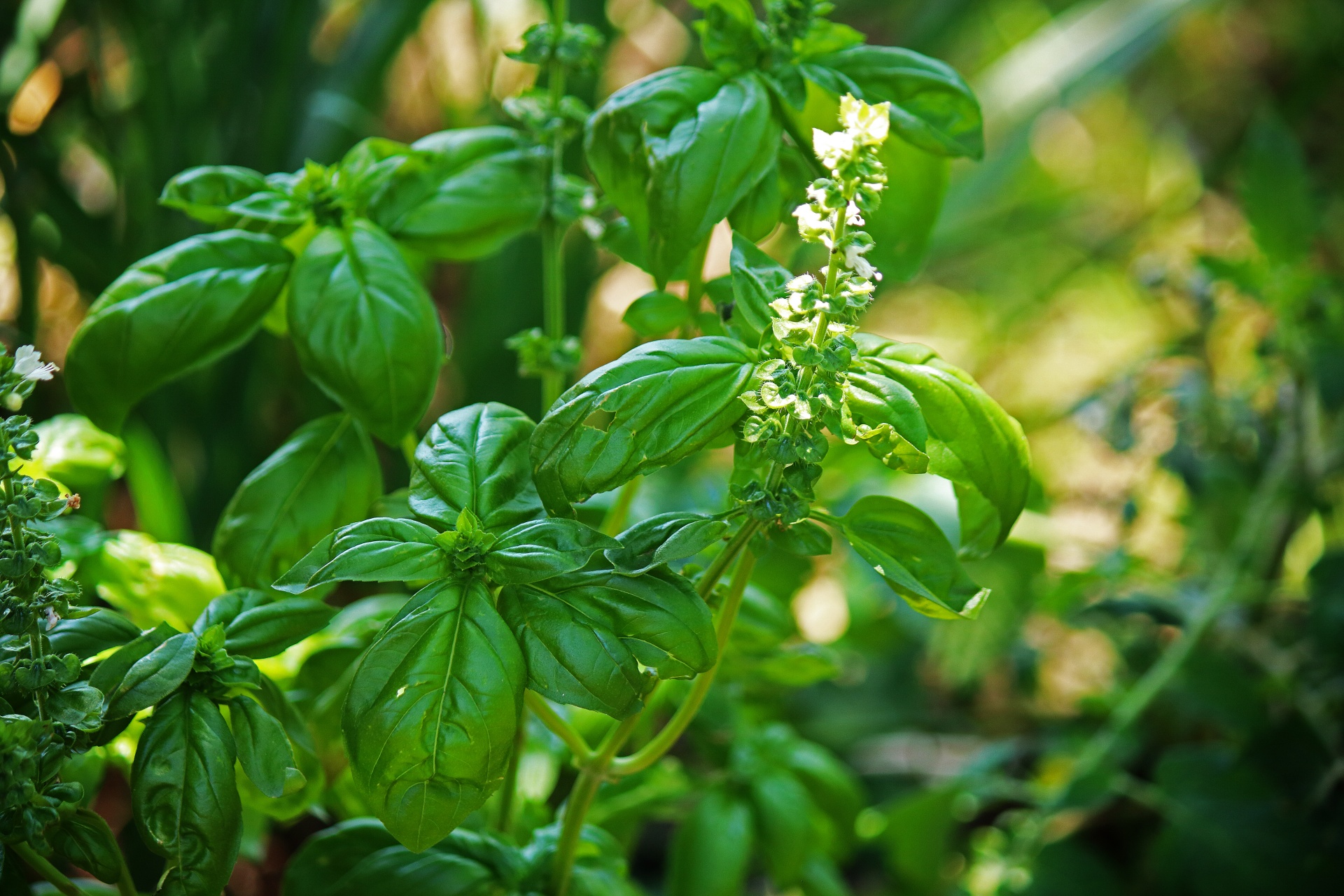 basil-herbs-plant-box-top-view