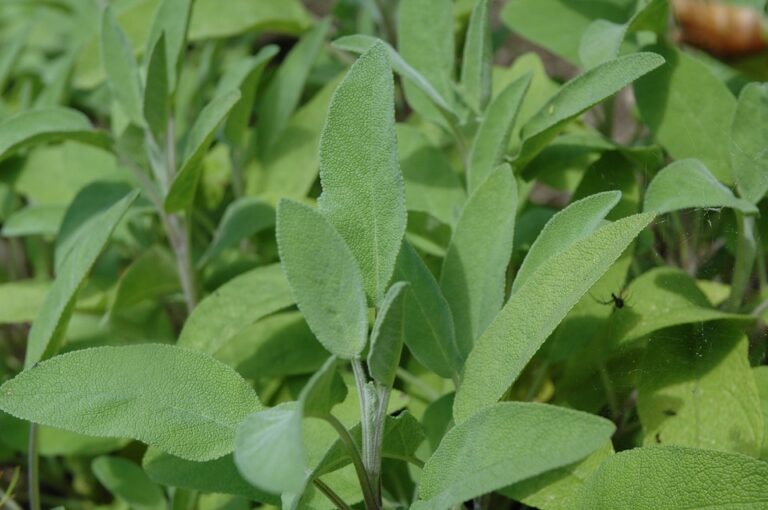 Sage | Benefits Of Herbs